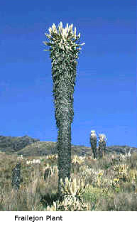 Frailejon Plant